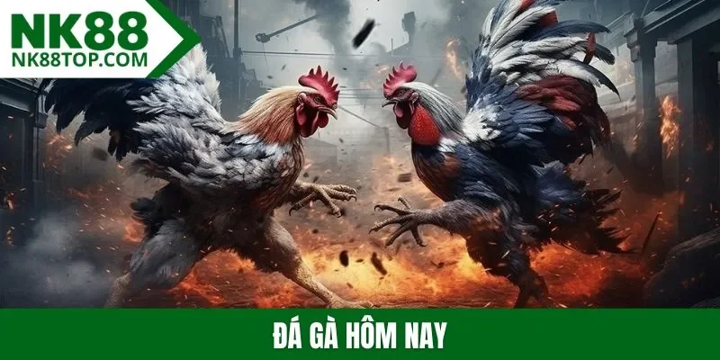Đá gà hôm nay