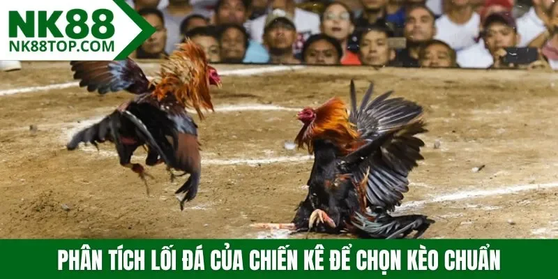 Phân tích lối đá của chiến kê - Mẹo chọn kèo đá gà chuẩn