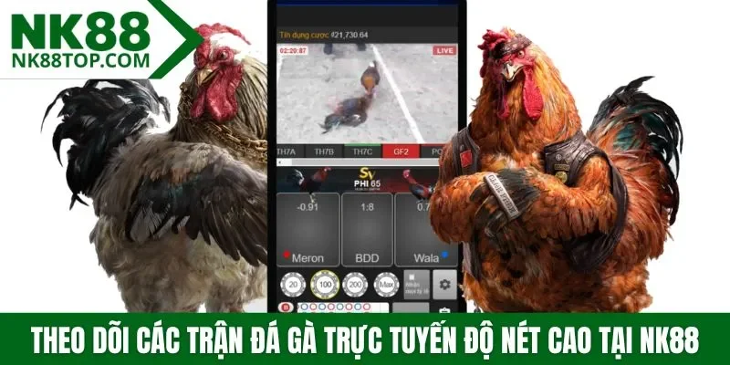 Theo dõi các trận đá gà hôm nay trực tuyến độ nét cao tại NK88