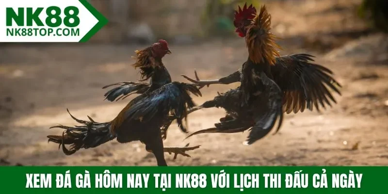 Xem đá gà hôm nay tại NK88 với lịch thi đấu cả ngày